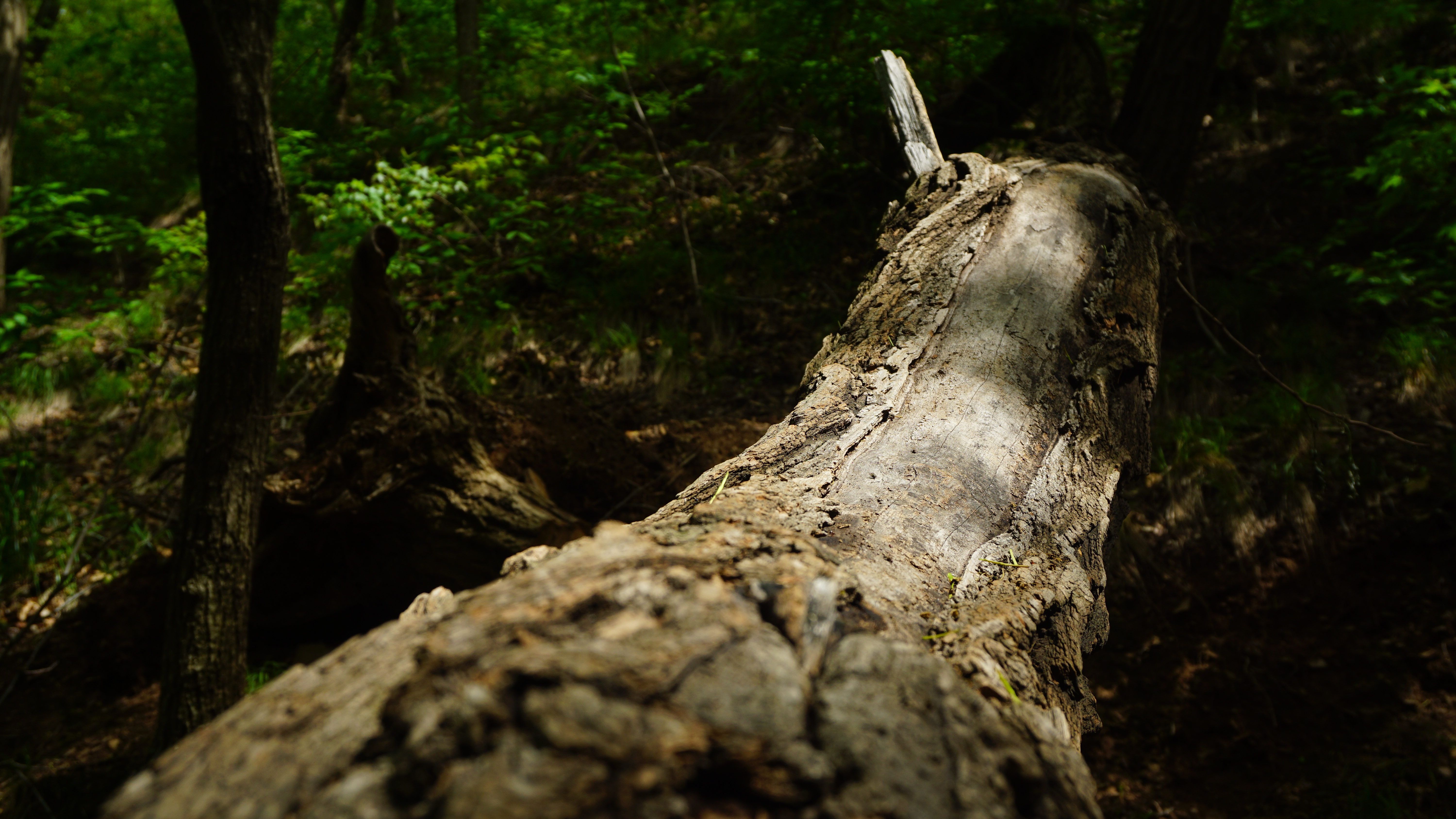 怎样在森林中拍出高逼格照片摄影植物光影