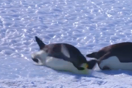 难怪企鹅英文叫胖滚,原来是有含义的,一个胖企鹅走在路上然后摔倒滚