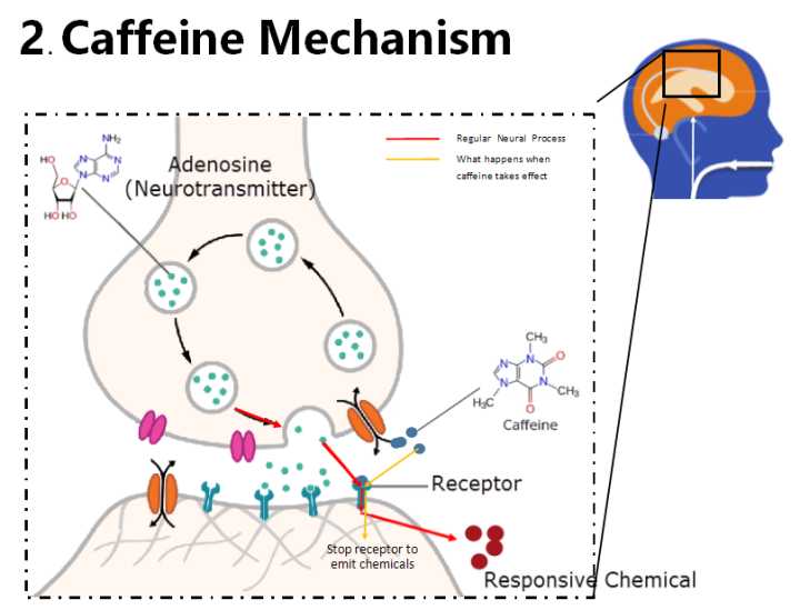 正常腺苷(adenosine)的作用过程是红线那样,腺苷与腺苷受体(receptor)