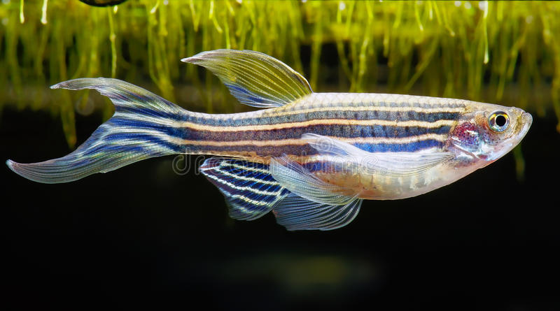 斑马鱼(danio rerio)