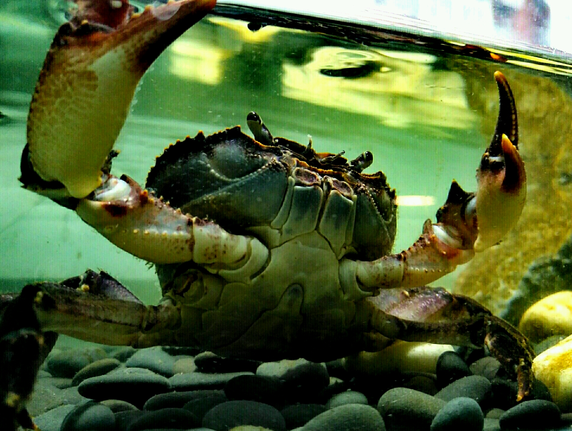 浅谈溪蟹饲养 环境