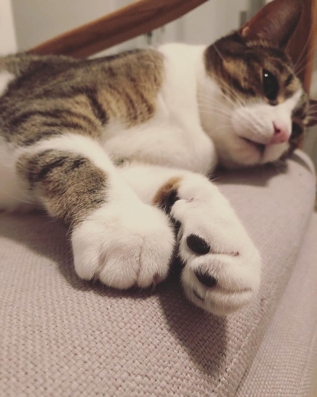 猫咪的肉垫虽然可以用来卖萌,但对于猫咪来说还有这五