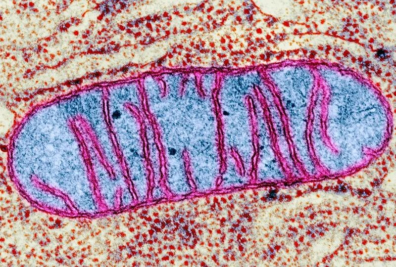 透射电子显微镜观察下的线粒体,图片来自nature