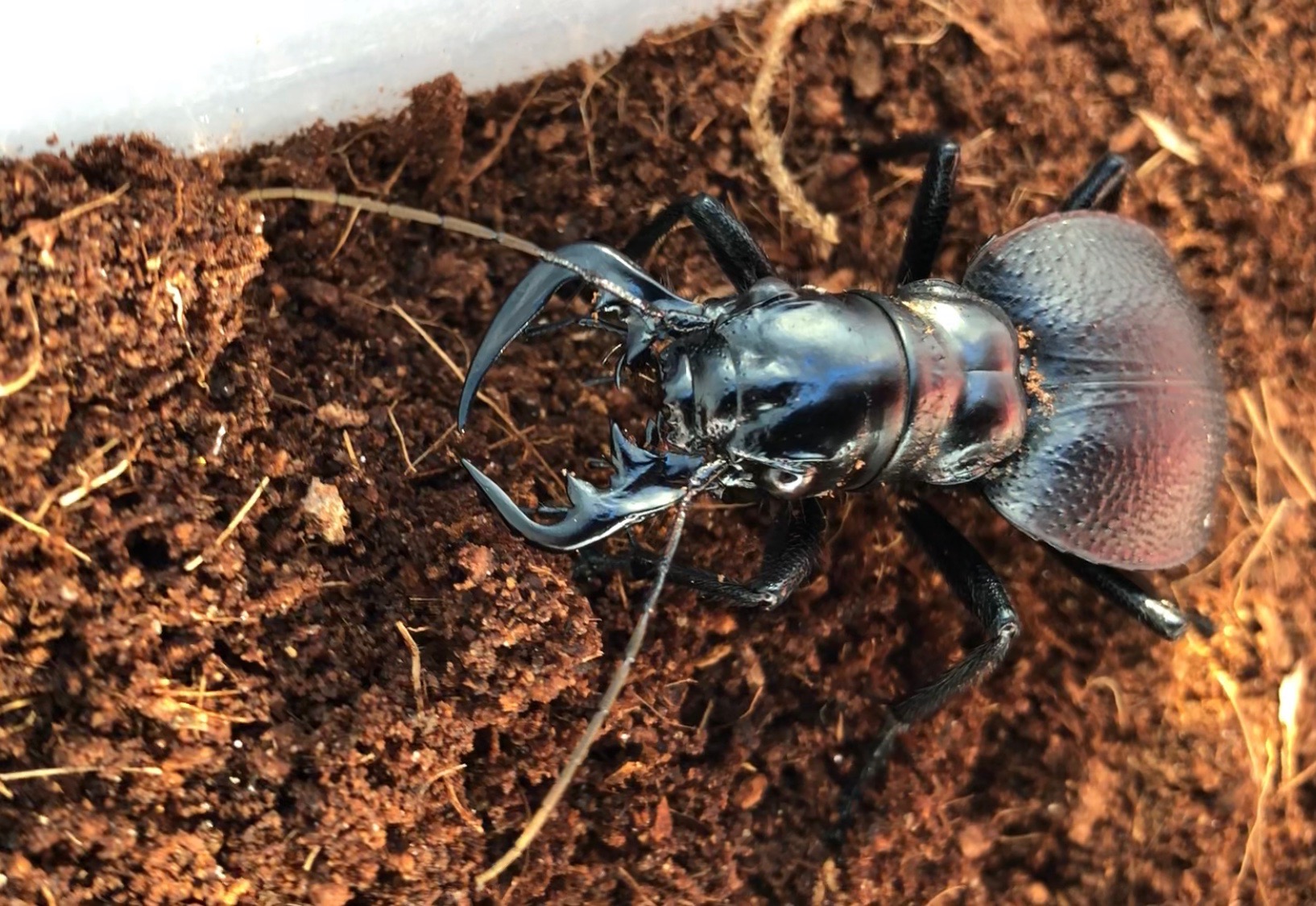 大王虎甲の超详细物种介绍和饲养杂谈