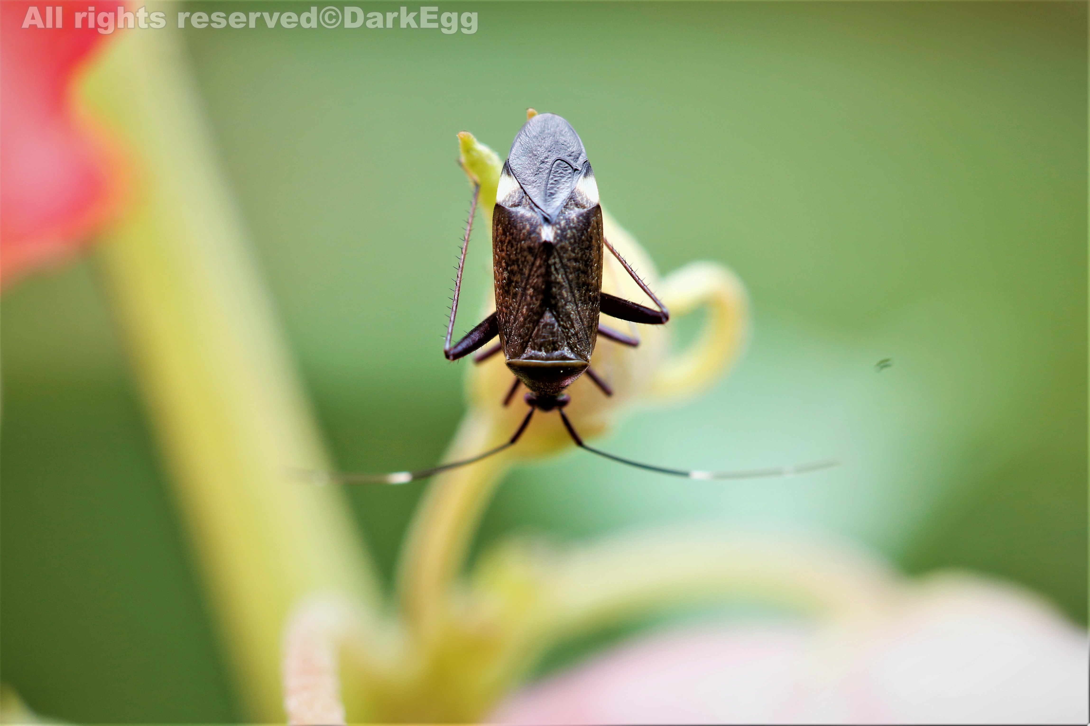 横断苜蓿盲蝽 adelphocoris funestus