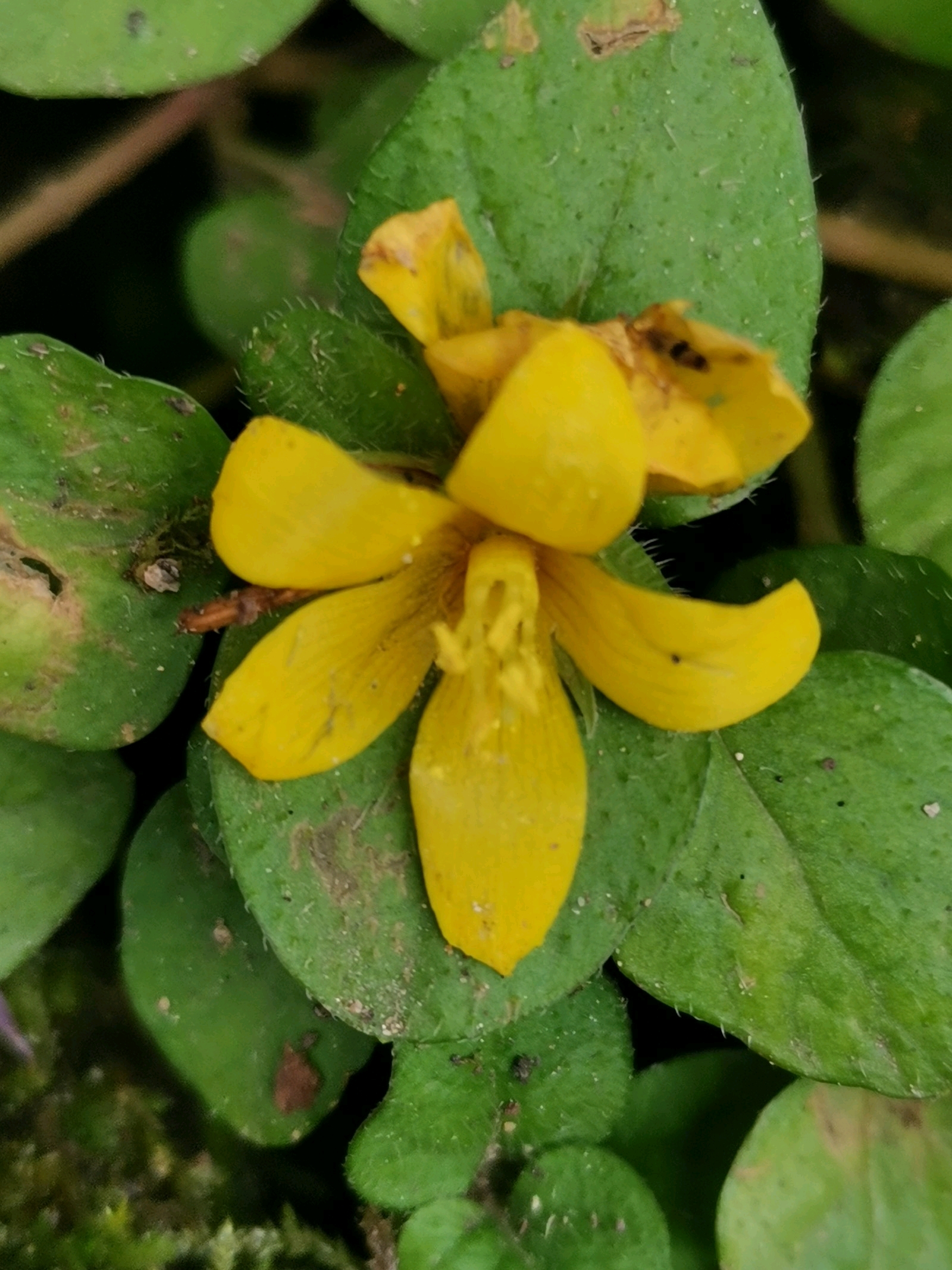 野迎春jasminummesnyi&肾蕨nephrolepiscordifolia