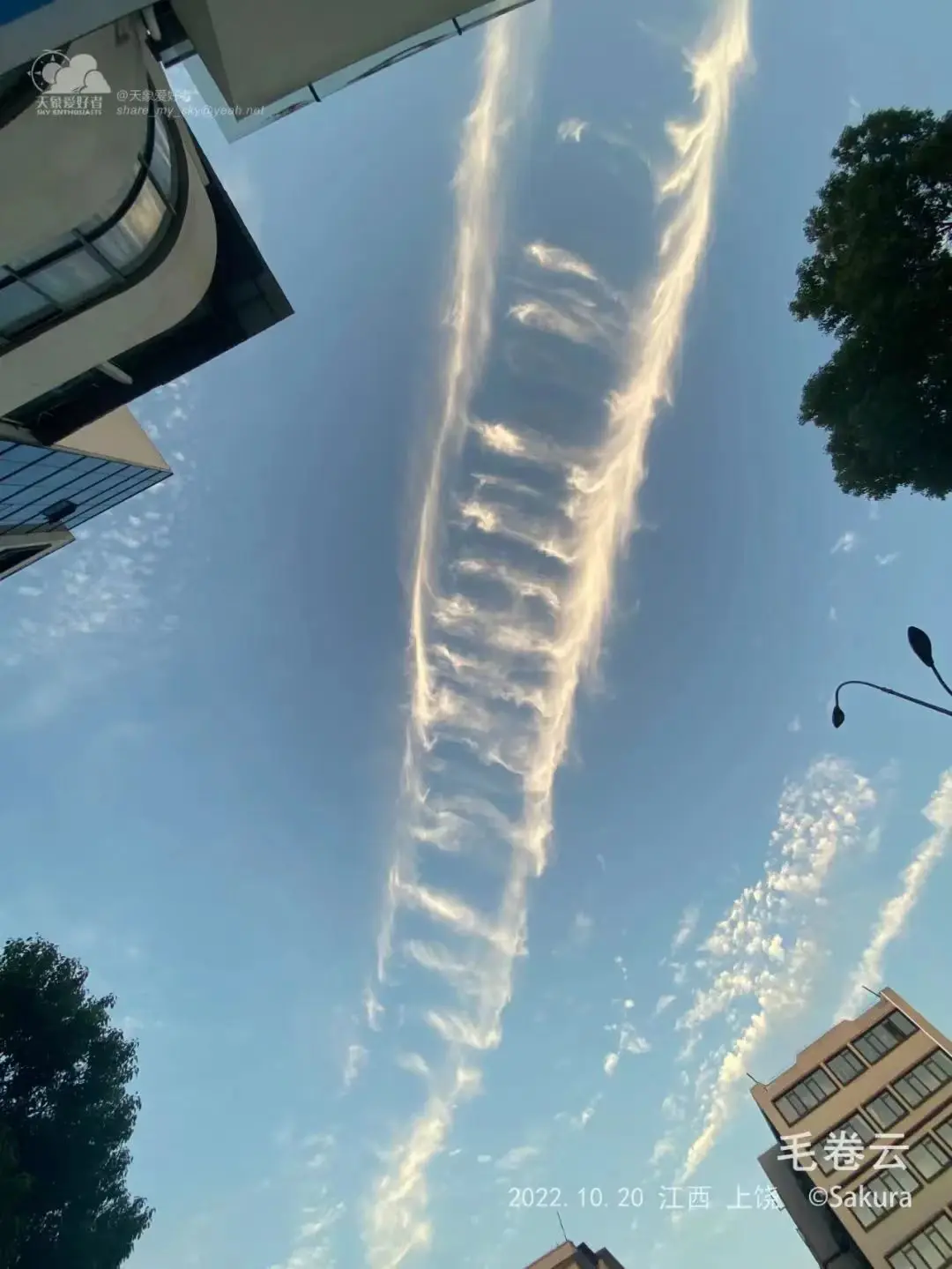 高云族——卷云