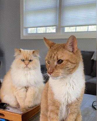 两只猫咪