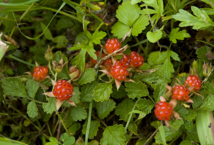 茅莓又叫三月泡,红梅消,虎波草等,主要分布在我国华东,中南及四川