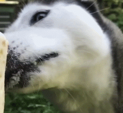 为了让喜欢卖萌的狗狗们过个凉爽夏天,铲屎官们也是煞