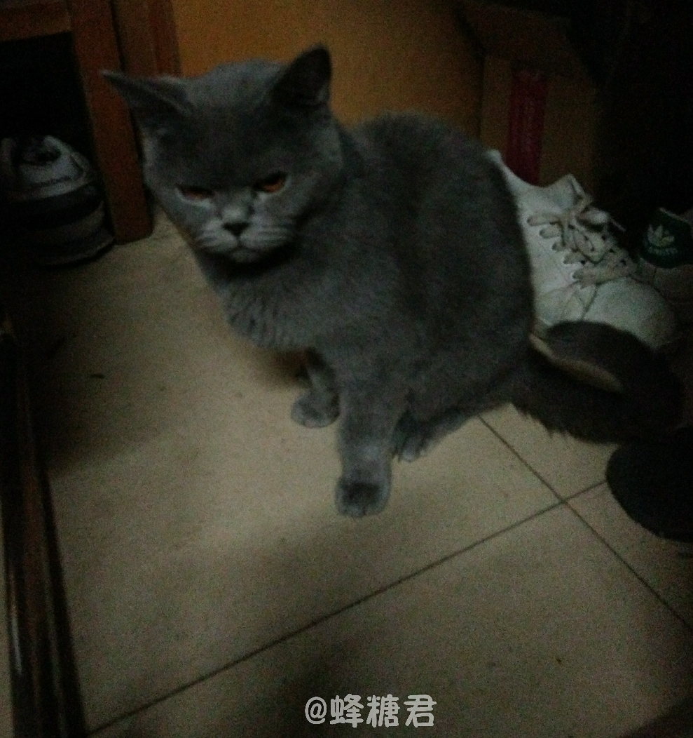 舍友养蓝猫以后是什么体验