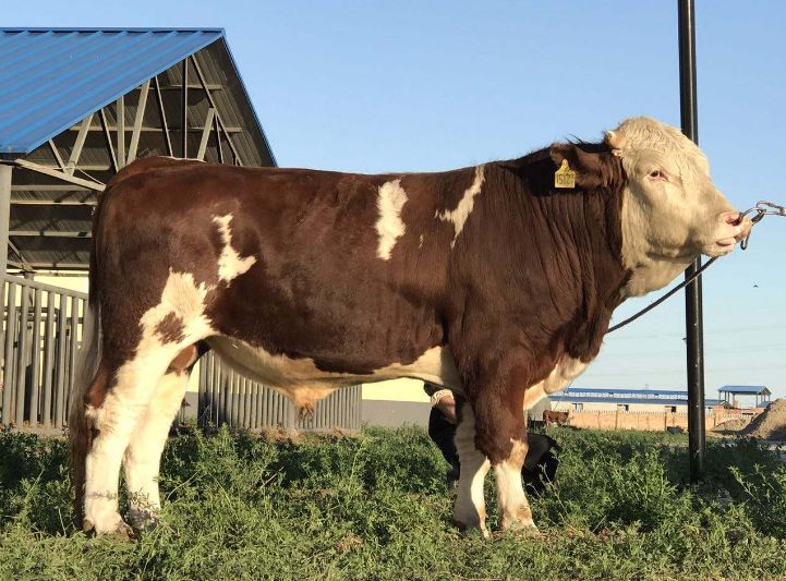 西门塔尔牛属于大型乳,肉,役兼用型品种,具有个体大,生长速度快,饲料