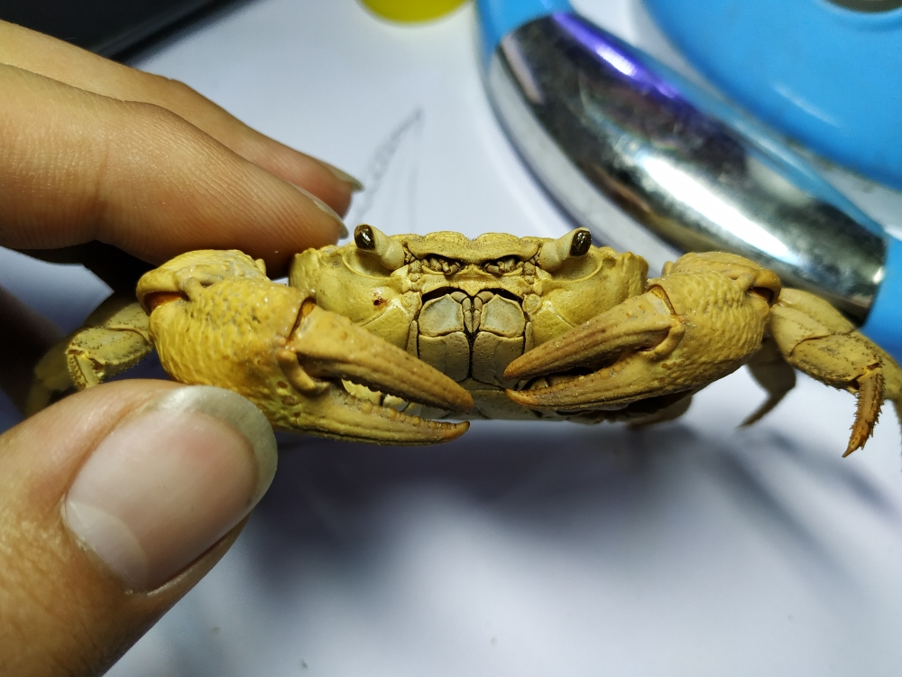螯足没有太多的鳞状凸起,背甲顶部没有太多皴裂和鳞状凸起,反而光滑被