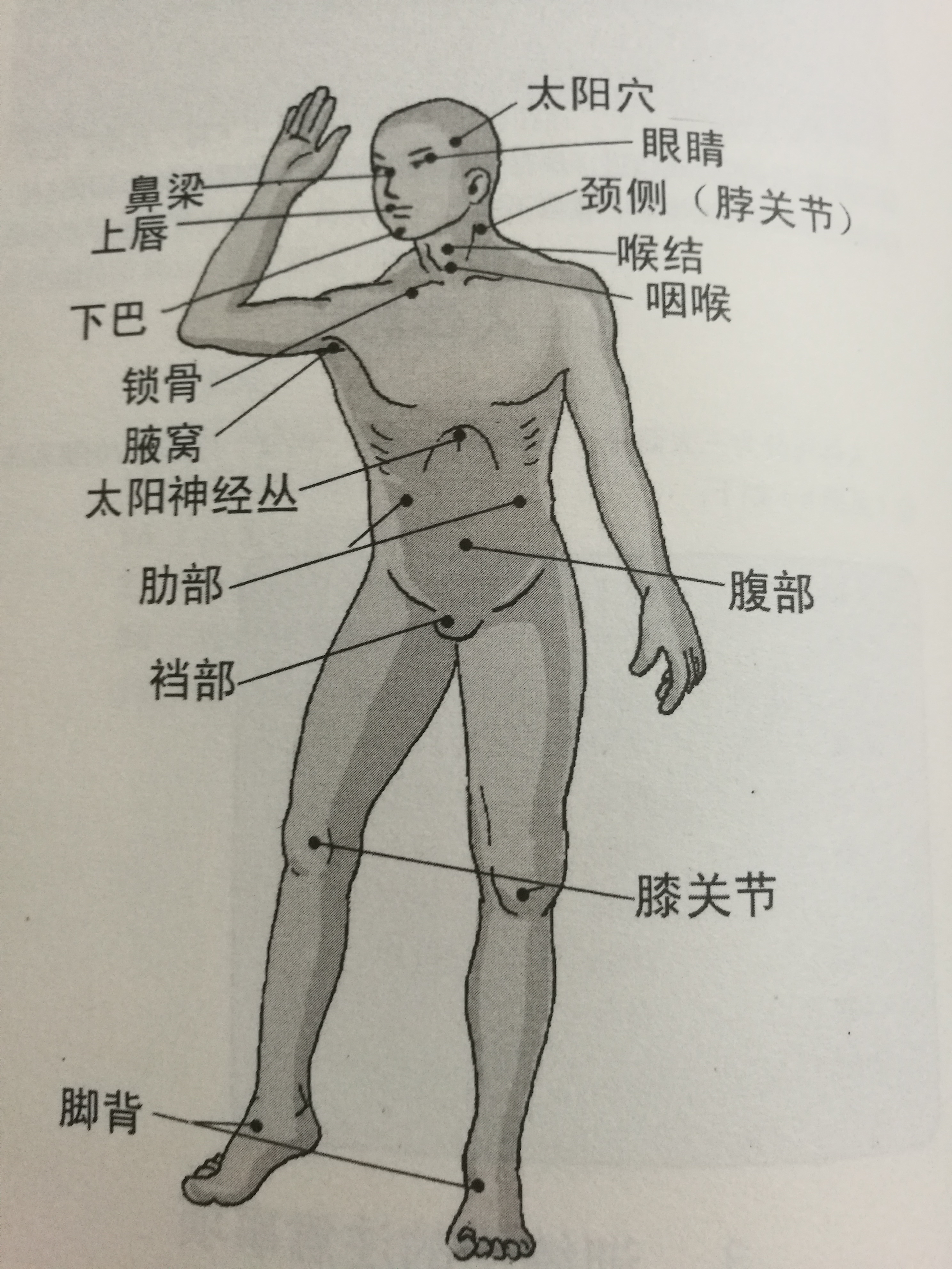 散打人体弱点图