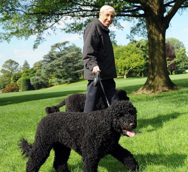 奥巴马在位时养的狗狗,号称白宫第一犬,葡萄牙水犬到底什么来头
