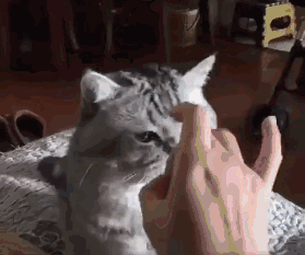 不得不说,猫咪没了两颗