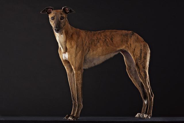 平日是光鲜的赛犬私下却是文静温和的狗狗带你认识灵缇犬