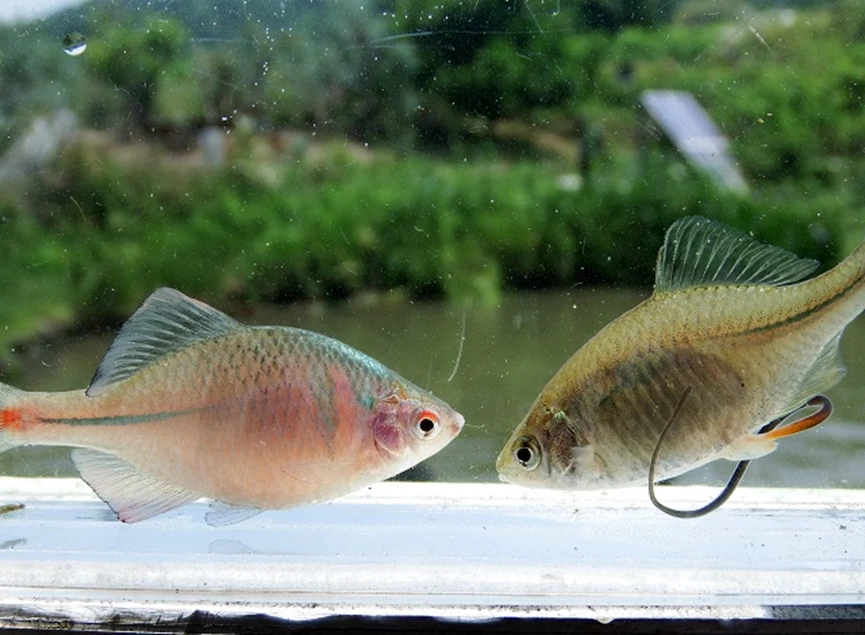 鱼类图 f3135fd72cb387d06a5cc0da22b9c36e05a066d0.png