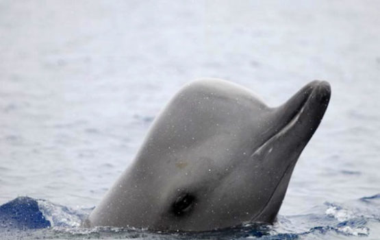 鲸鱼的叫声翻译搞笑版 f3415c9601c9a95fa9b660bc6b6eb019c4fbef72.jpg