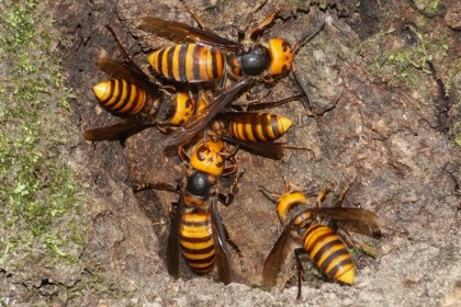 第二天再去看时栎树破口处聚集了五只金环胡蜂,而扁锹已经离开了那里