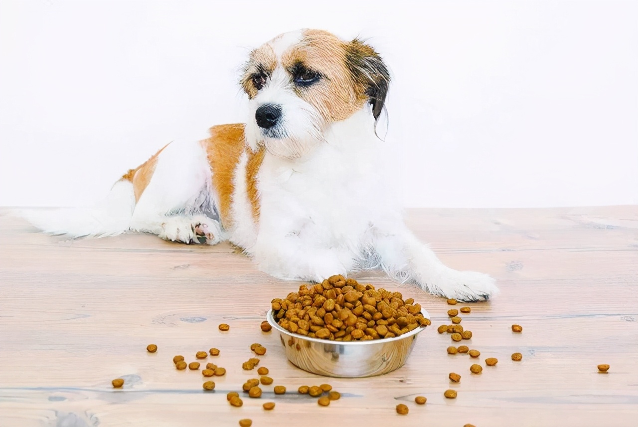 狗狗食欲不好怎么办?做好这几点,就能让你家狗有旺盛的食欲