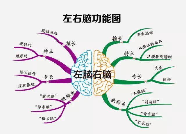 章鱼爱记忆小课堂解读什么是大脑分工记忆储存法