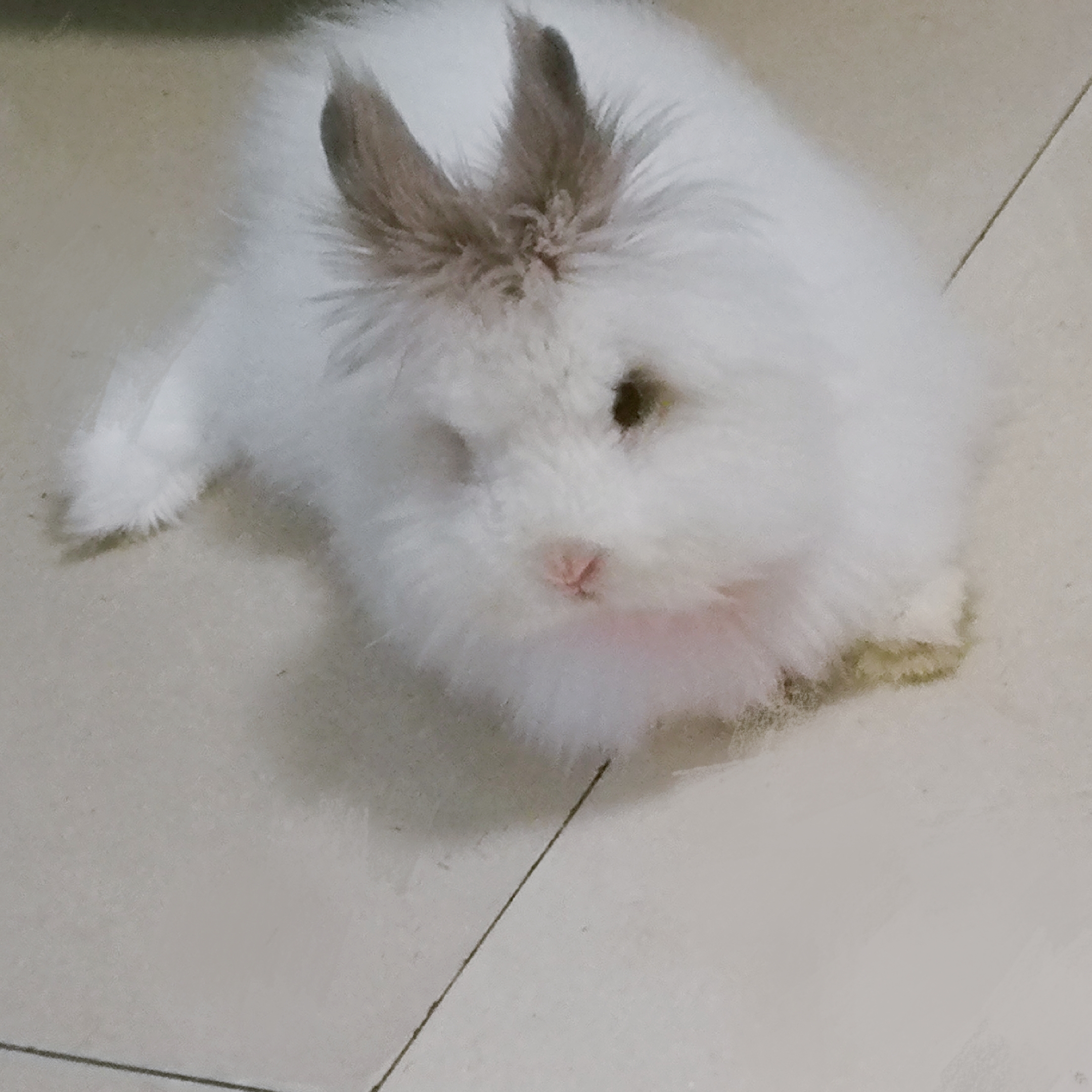 兔兔那么可爱