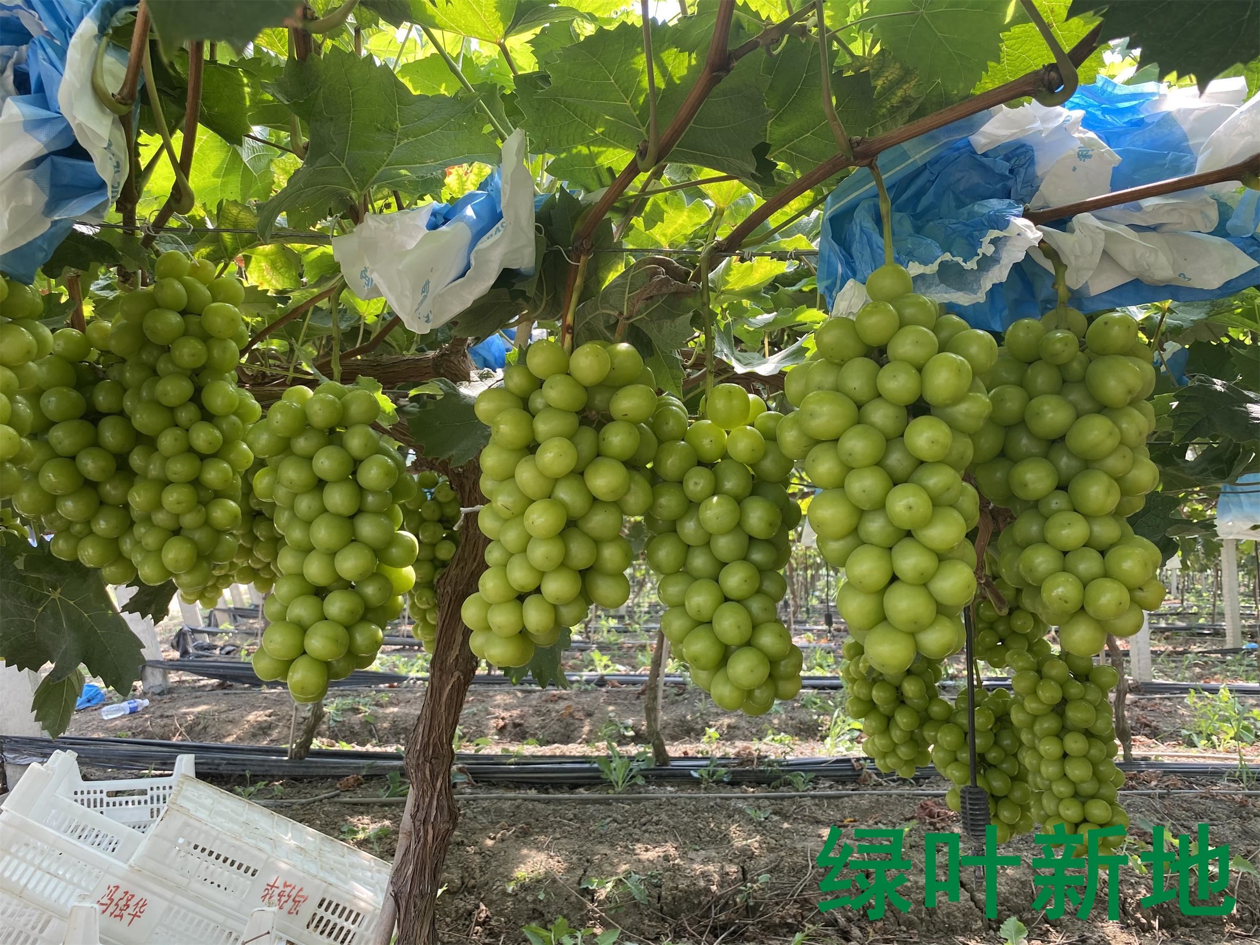 阳光玫瑰的种植朋友表示,葡萄叶片表现绿厚,小果快速吸收到营养长得快