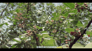 影视 纪录片 还没吃晚饭的慎点,点进来的记得收拾好哈喇子辣椒,曾经