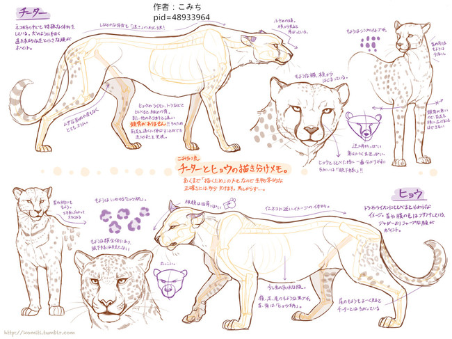 动物身体结构解剖(漫画向)