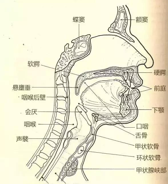 歌手必须懂的30条声乐指导这些你都知道吗