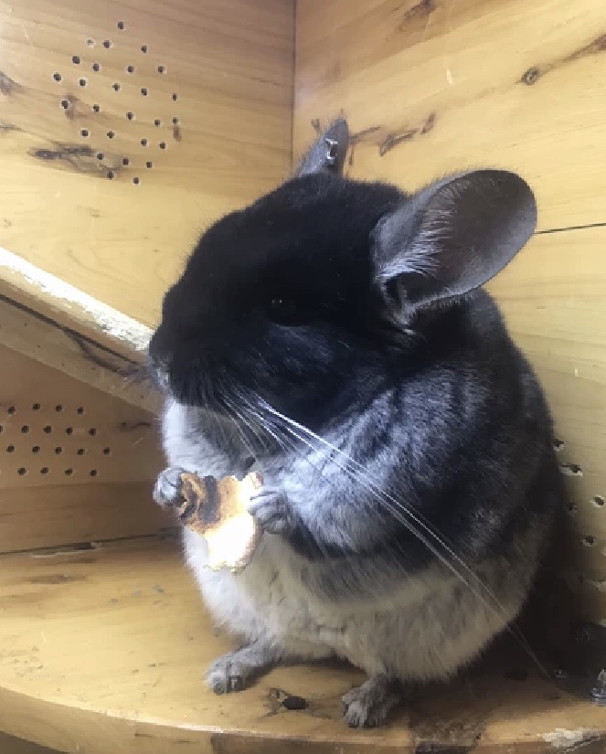 丝绒黑龙猫,龙猫品种,英文名black velvet chinchilla.