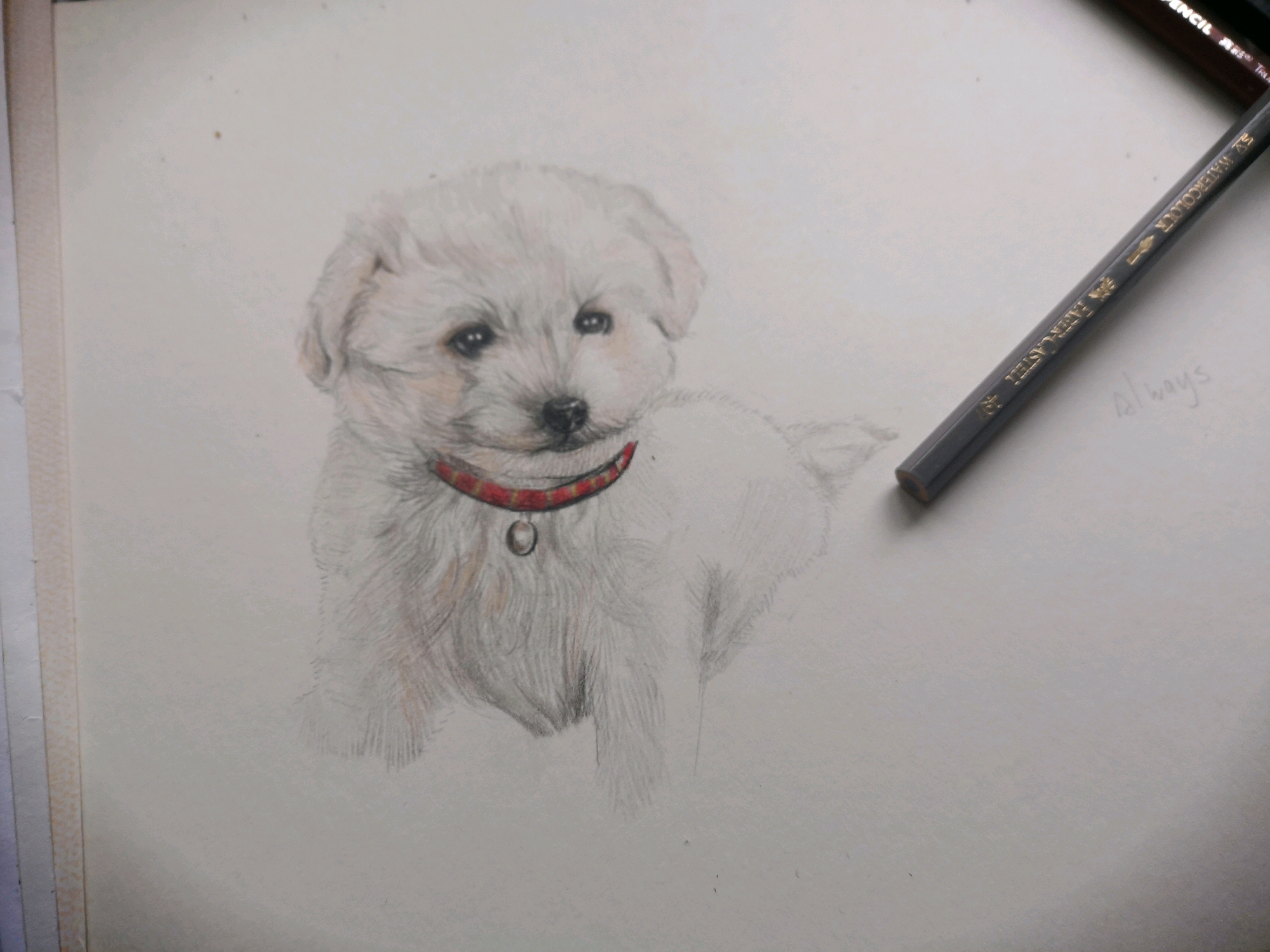 狗子 比熊犬绘画作品