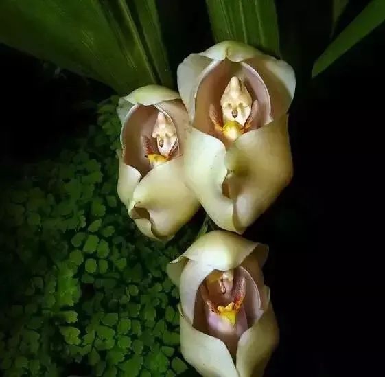 啥是小铃铛 f46e1cc9414b452d59c43e2824f1395ae3d93b61.jpg