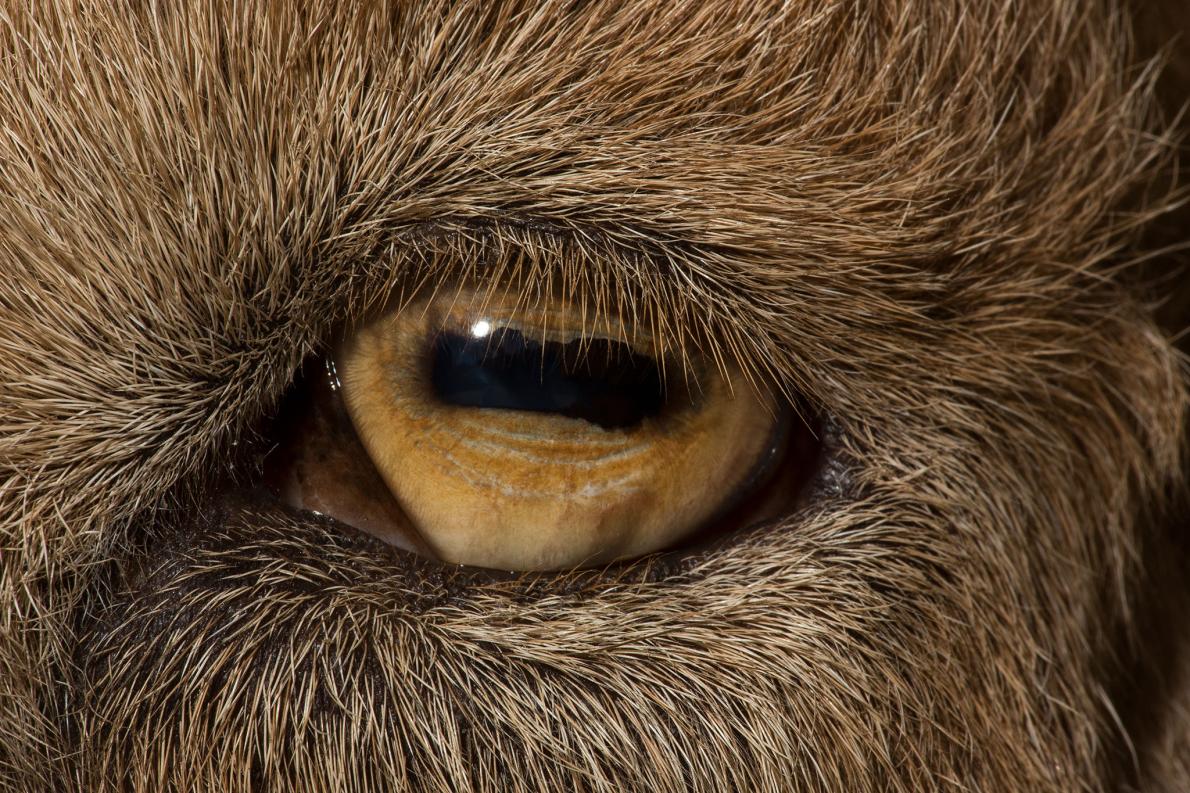 科技 自然 眼睛的世界     山羊诡异的眼睛或许源自与捕食者的"军备