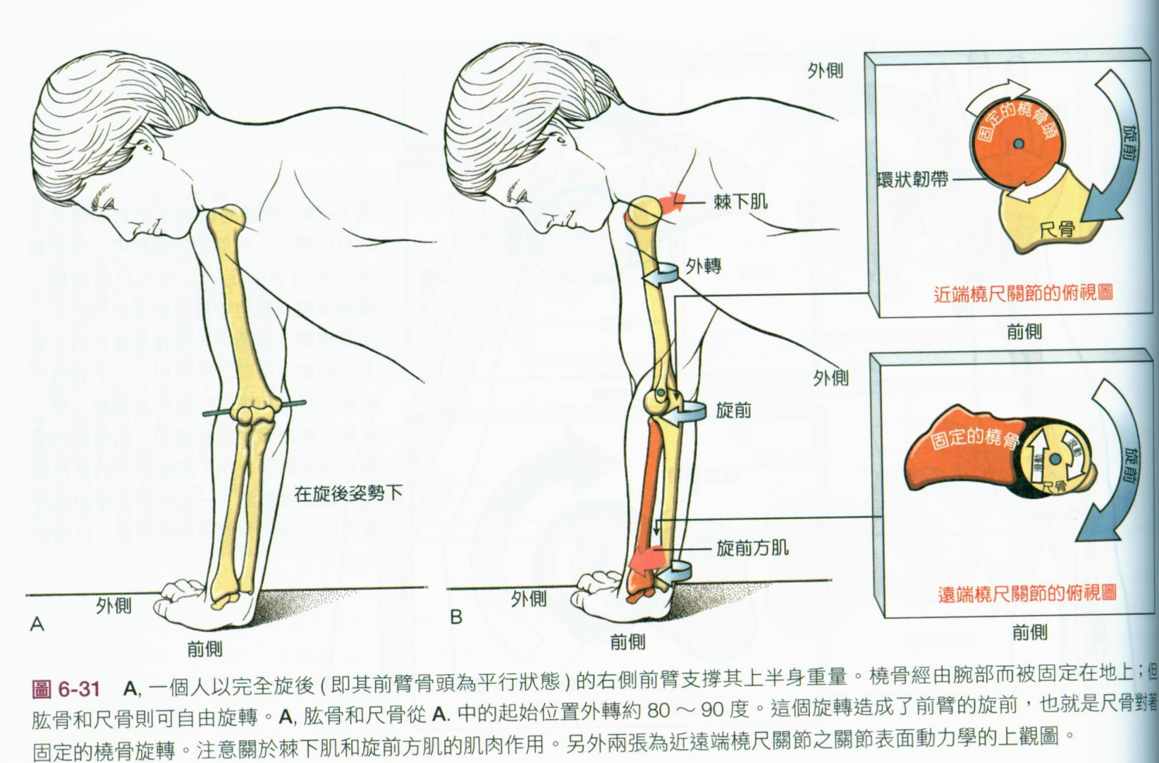 你是否考虑过「前臂旋前功能」出 旋后肌拉伸 旋前圆肌综合征ppt课件