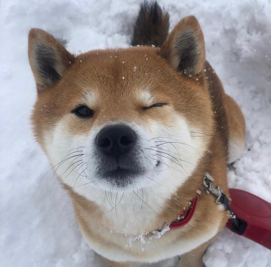 失格柴犬的几个特征!千万别再花大价钱入手了!