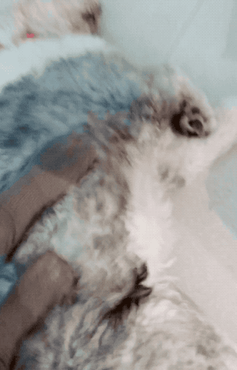 gif 还有昨天来串门的一位大朋友牧牧,真是无论体型大小,都