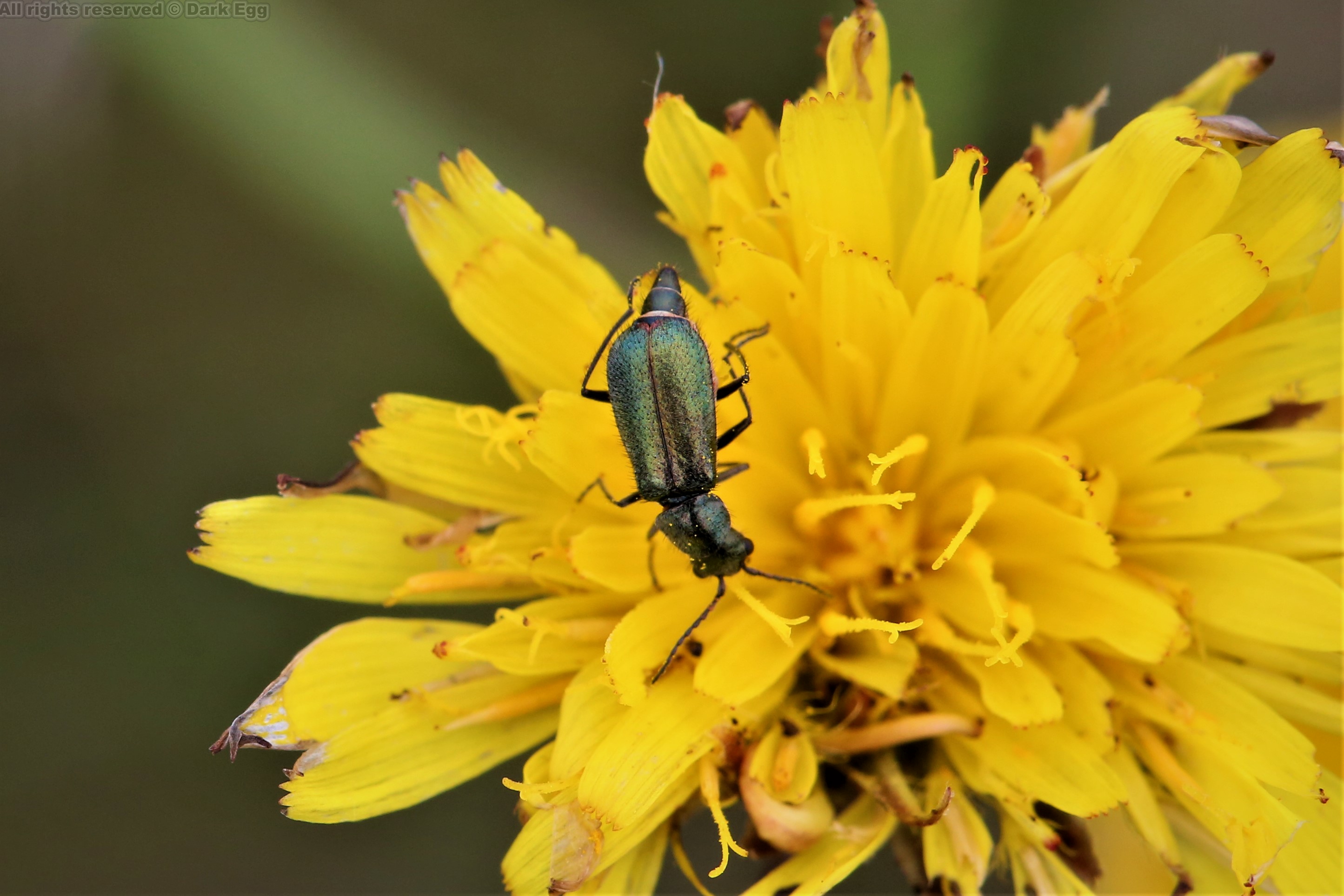 囊花萤科 cordylepherus viridis