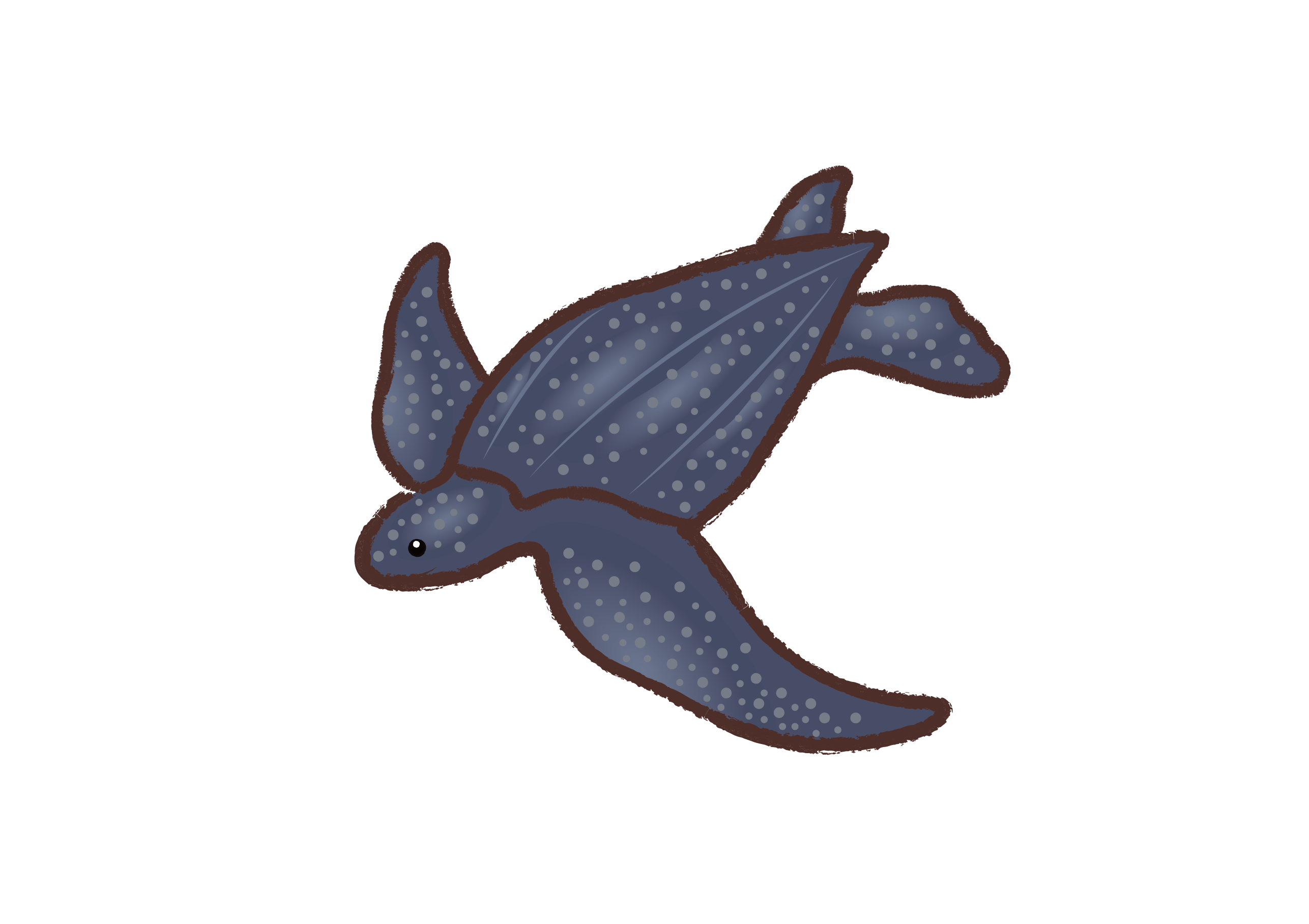 简笔画小百科海洋动物海龟篇