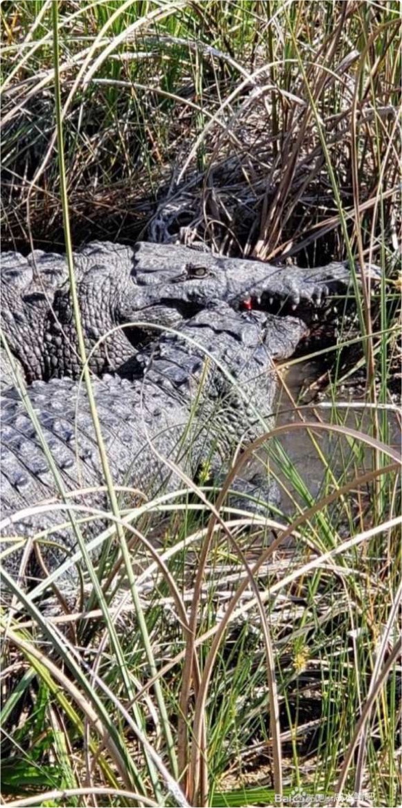 密河龙魂大个体密河鳄整理