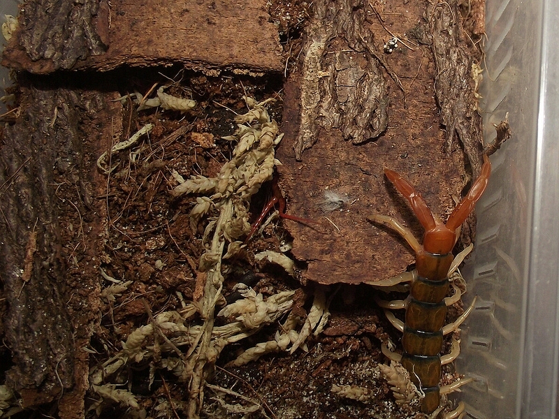 【蜈蚣之最系列】分布最广-赤蜈蚣 scolopendra morsitans