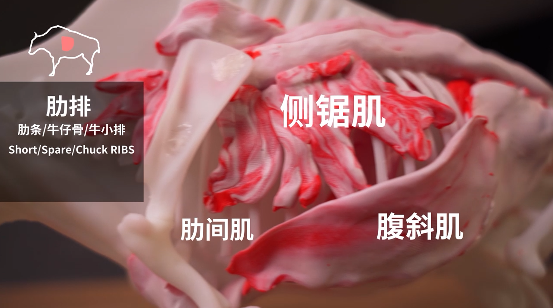 这组肌肉包含了肋间肌群,腹外斜肌,腹侧锯肌部分背阔肌.