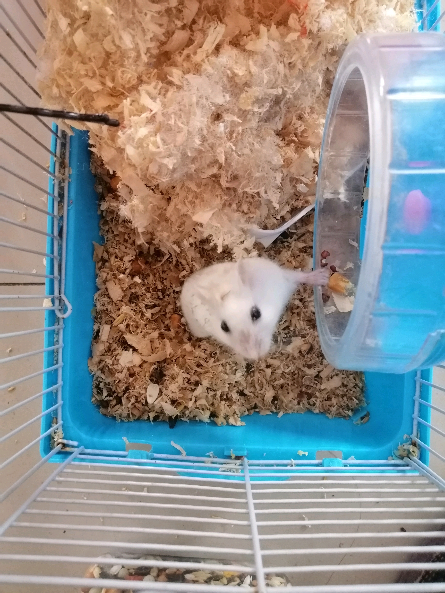 我家一窝仓鼠