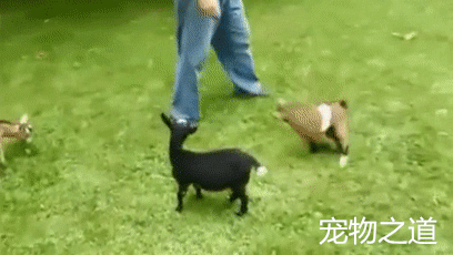 羊群中出现一只另类羊,嘚瑟的小样特别欠揍,被它欺负的羊崩溃了