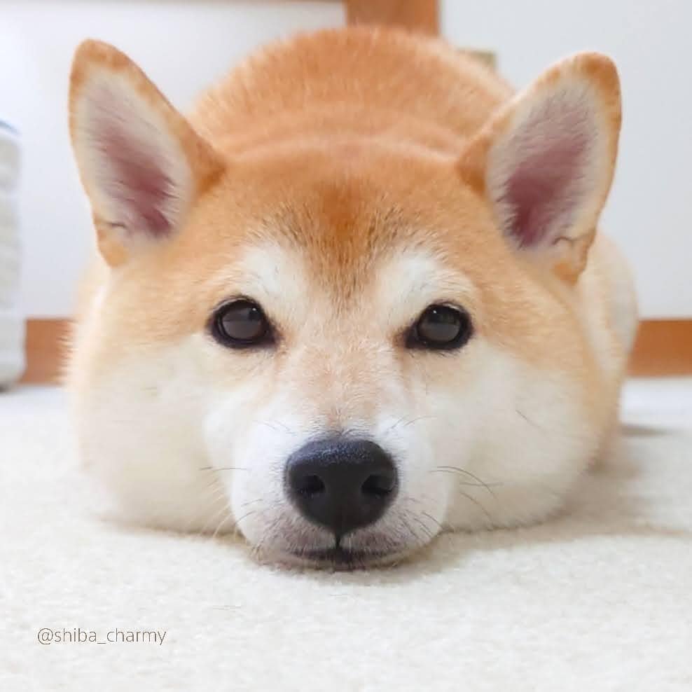 萌宠日本超人气柴犬网红们超萌柴柴隔着屏幕想撸秃它