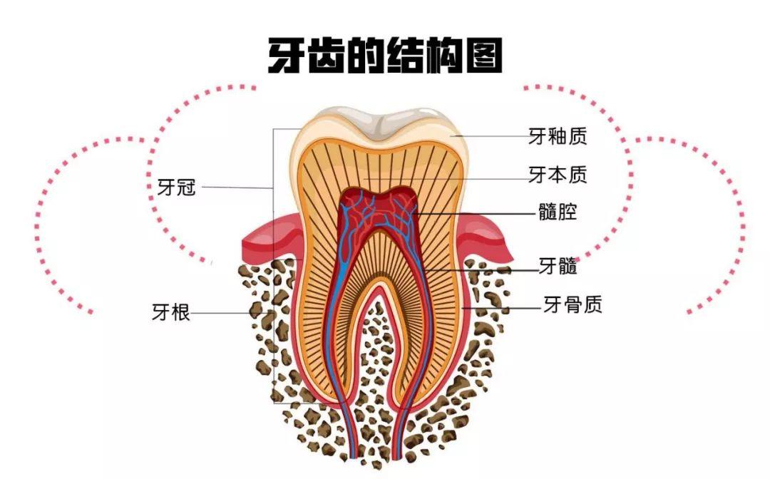 正常人的正常牙齿一般有5个面,即咬合面,唇颊面,舌腭面,近中邻面,远中