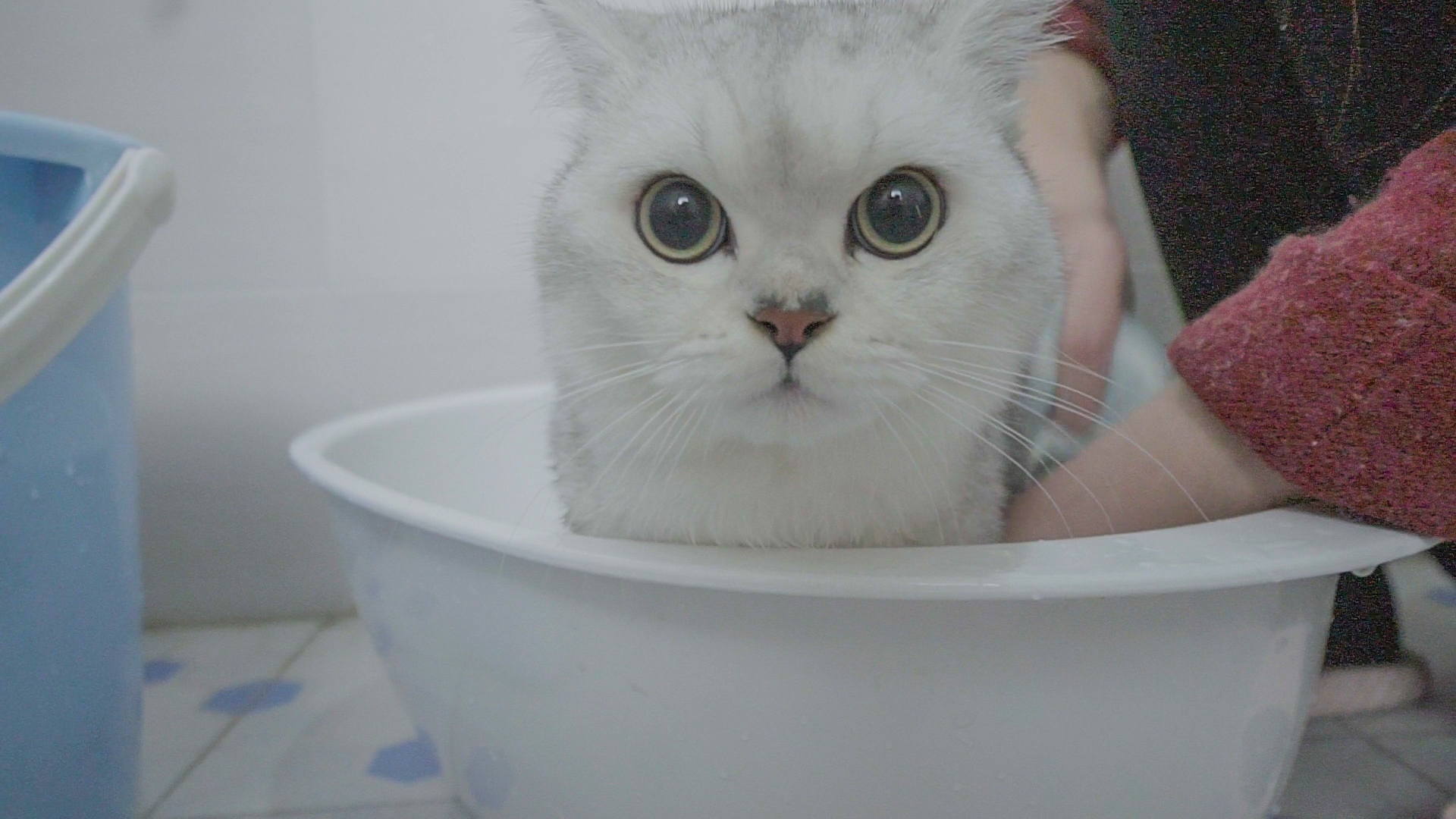 妹子给猫洗澡,猫咪气到脸变形,你已经失去本宝宝了