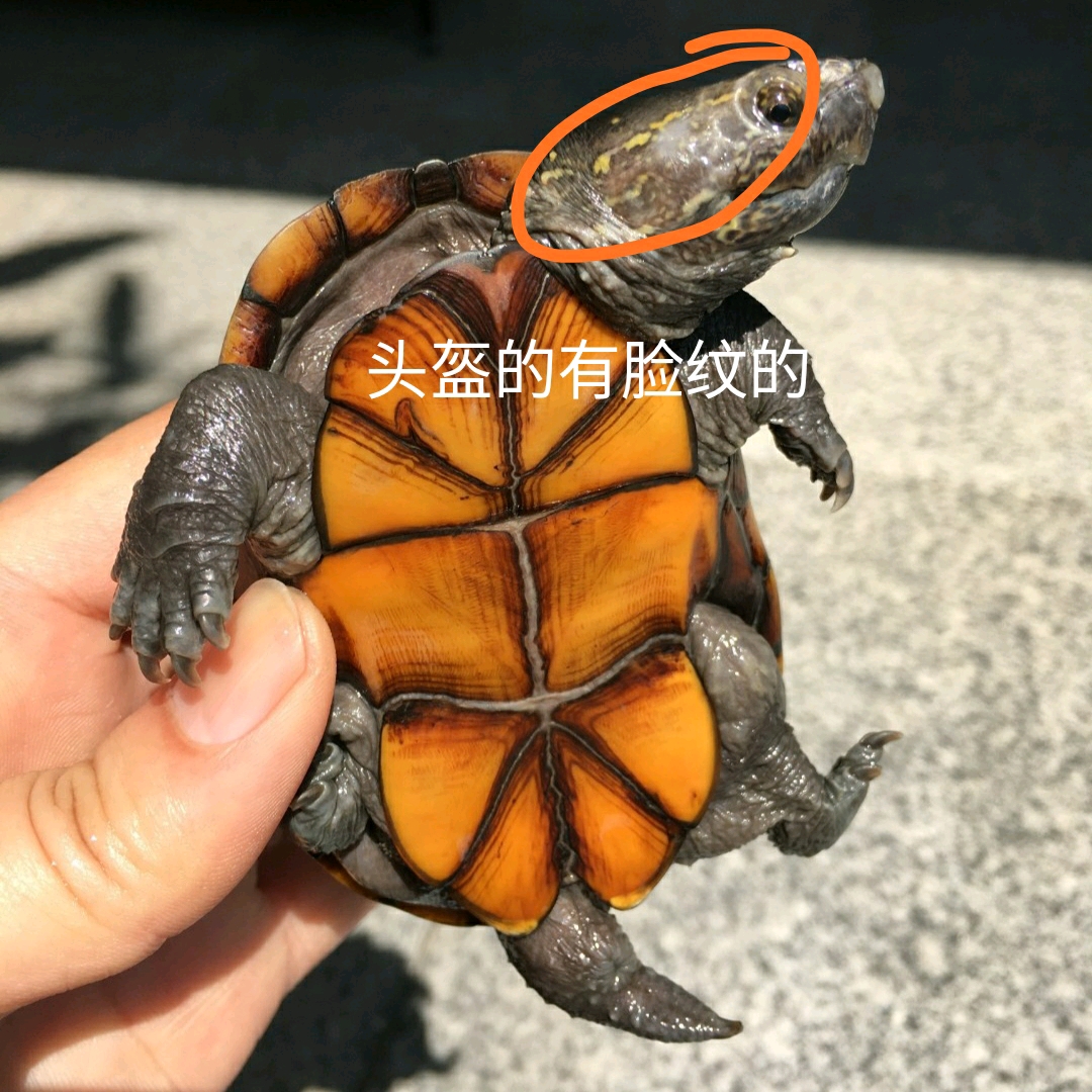 头盔蛋龟