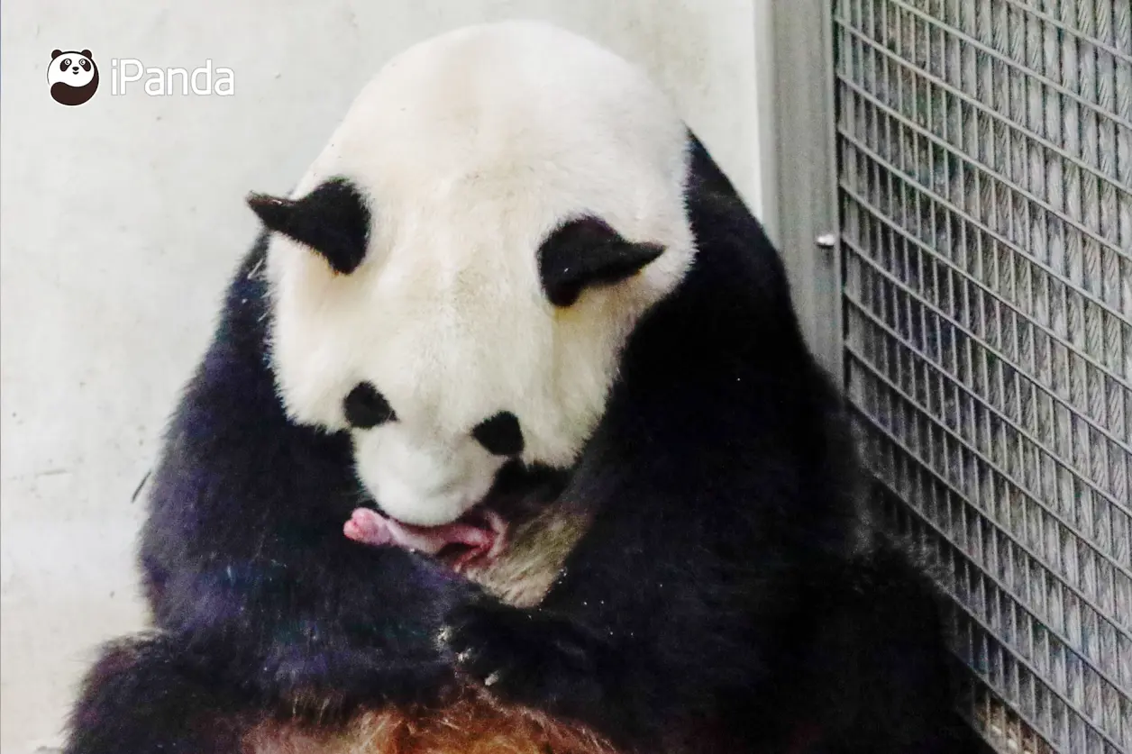 只雄性大熊猫宝宝体重约160g两小时后另一只雌性大熊猫宝宝出生体重约150g